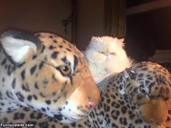 Hear Me Roar