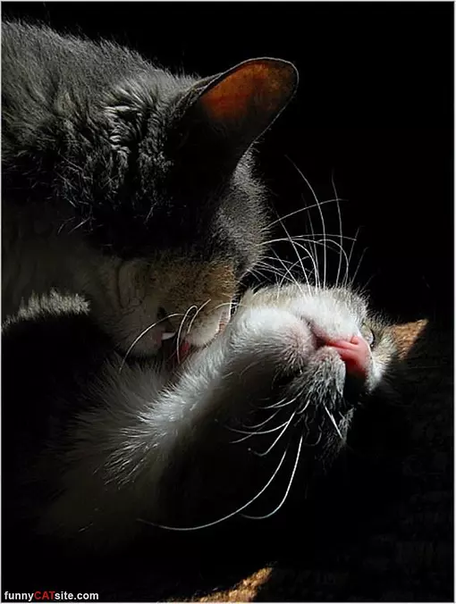 Kissssssy