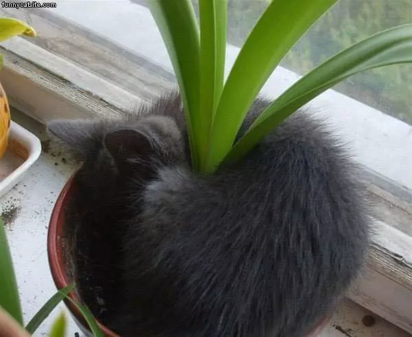 Wrap Around Cat