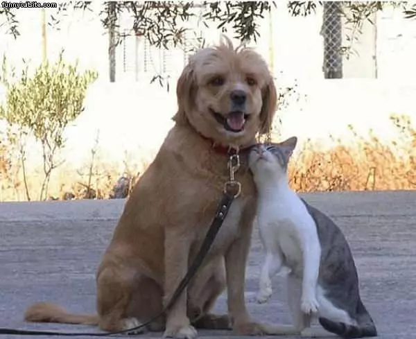 Good Buddies