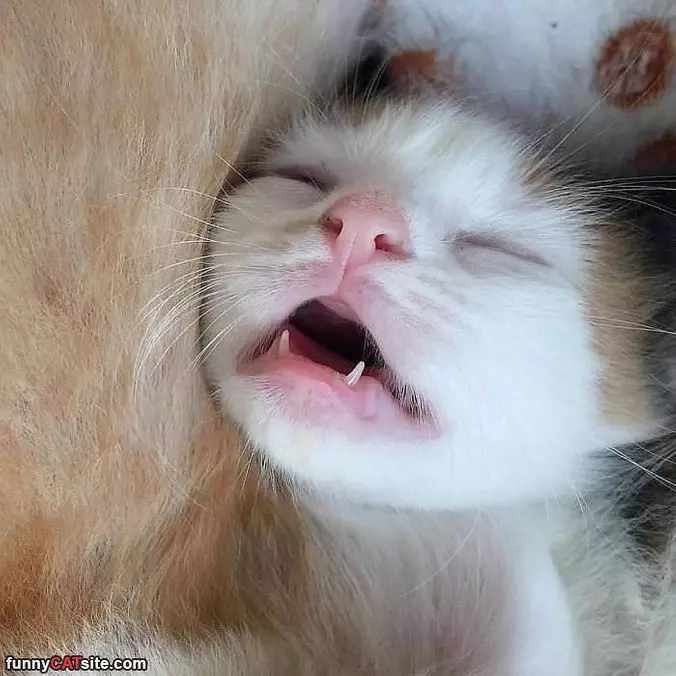 Passsssed Out