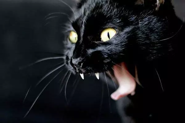 Black Cat