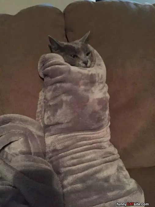 Cat Burrito Rolled Up