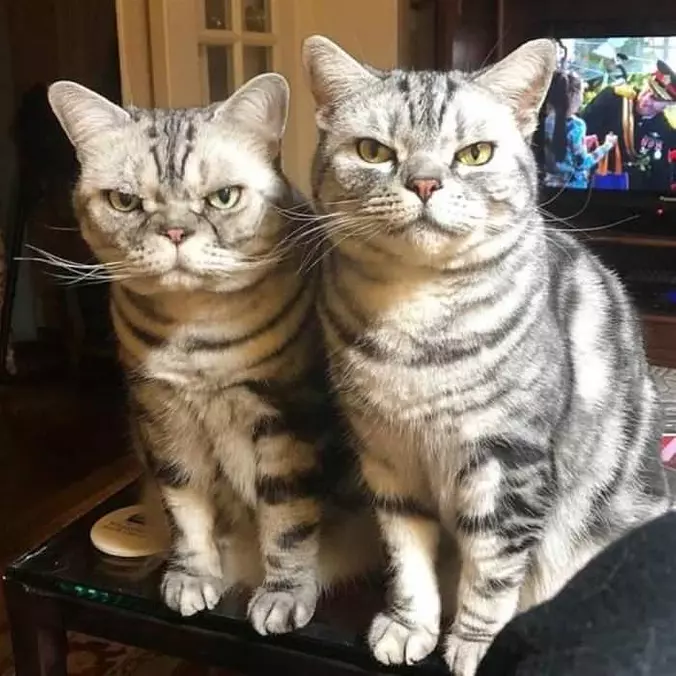 Yes We Are Twins