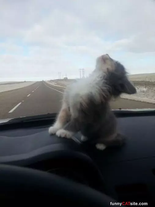 Faster Faster Human