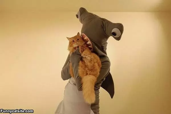 Nom Nom Nom I Love Cats