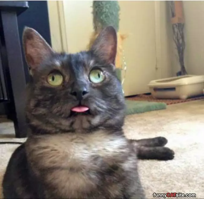Derppppp