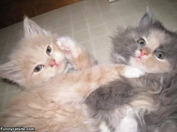 Fuzzys