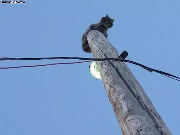 Cat Atop Poll