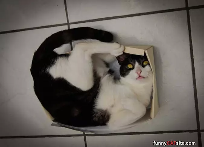 I Almost Fit