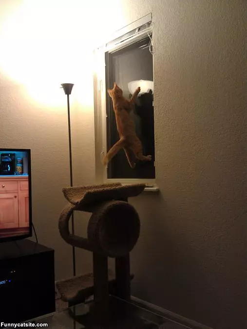 Climbing High
