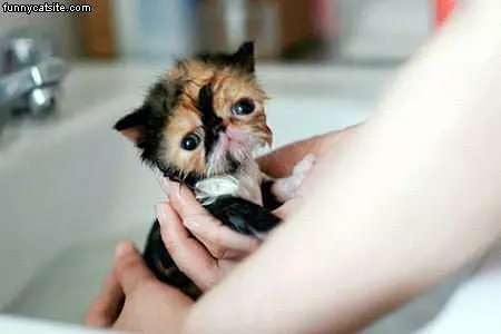 Sink Wash
