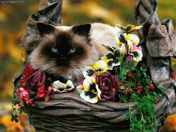 Garden Cat
