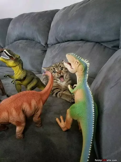 Look At Them