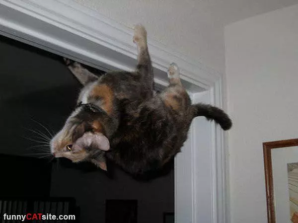 Climbing All Over