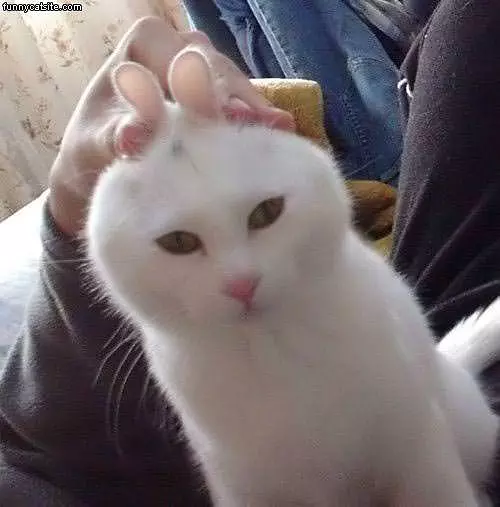 Cat Bunny