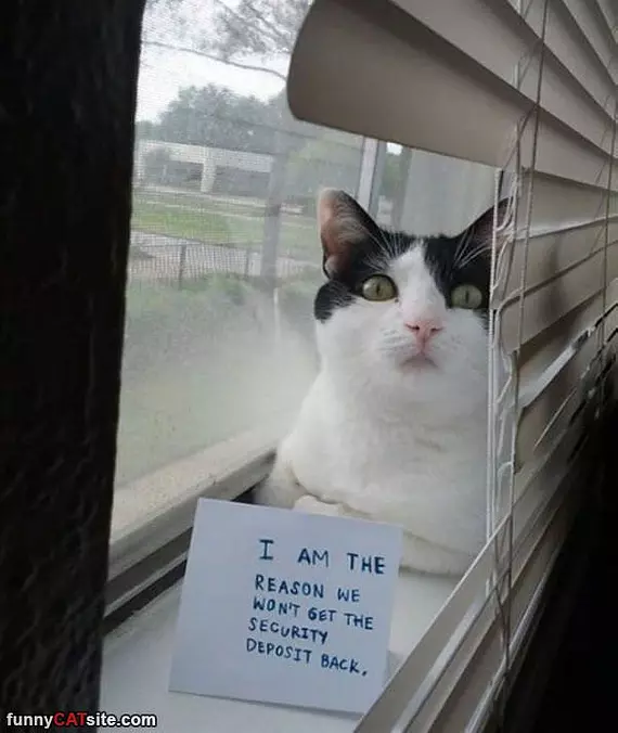 I Am The Reason