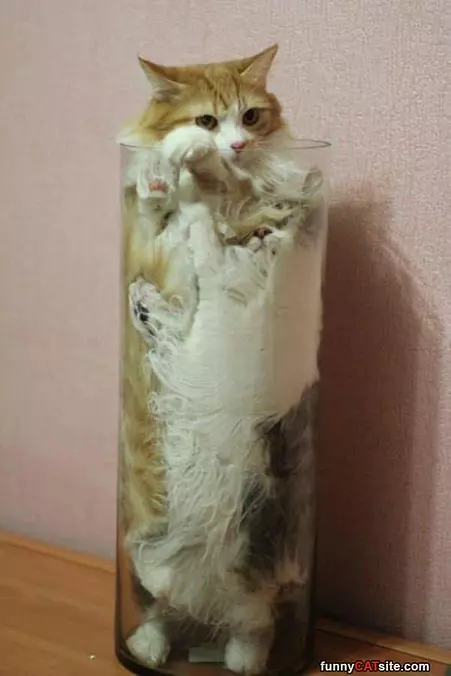 This Cat Is Liquid