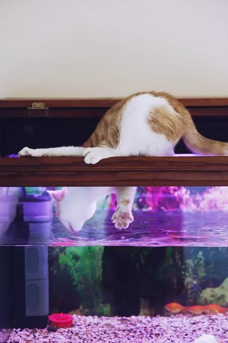 Jumping In For A Snack