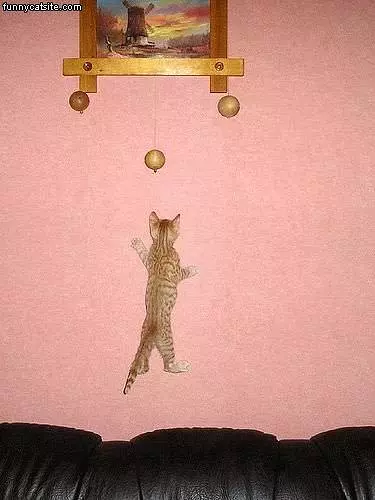 Yellow Cat On Wall