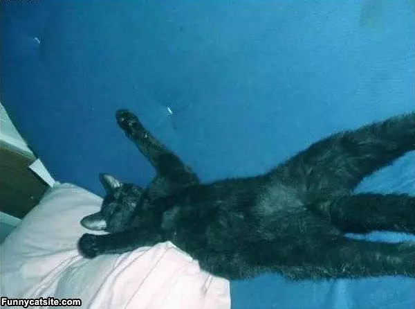 Lazy Cat Is Lazy