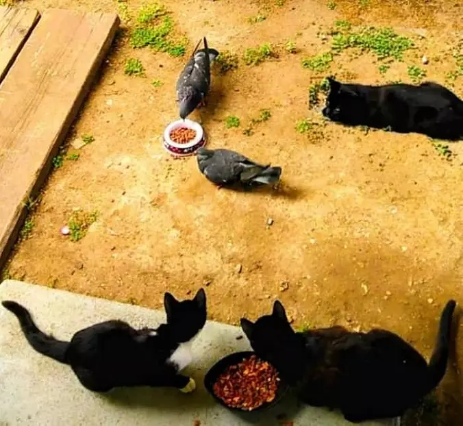 Sharing Our Dinner Time