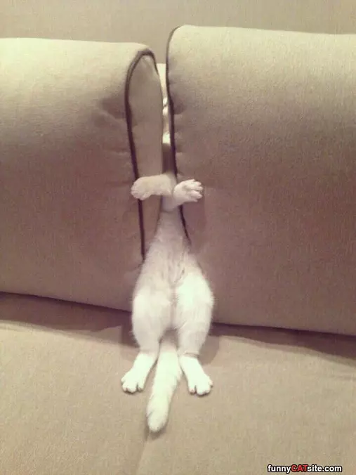 Chillin In The Couch