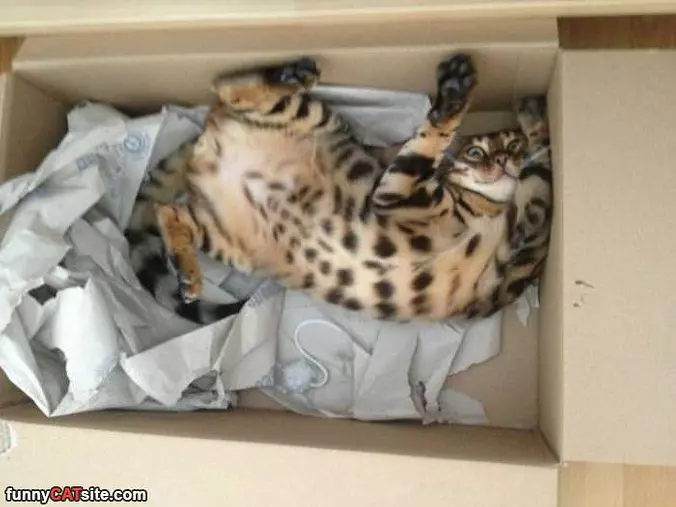 This Box Is My Favorite