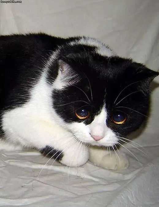 Cute Eyes