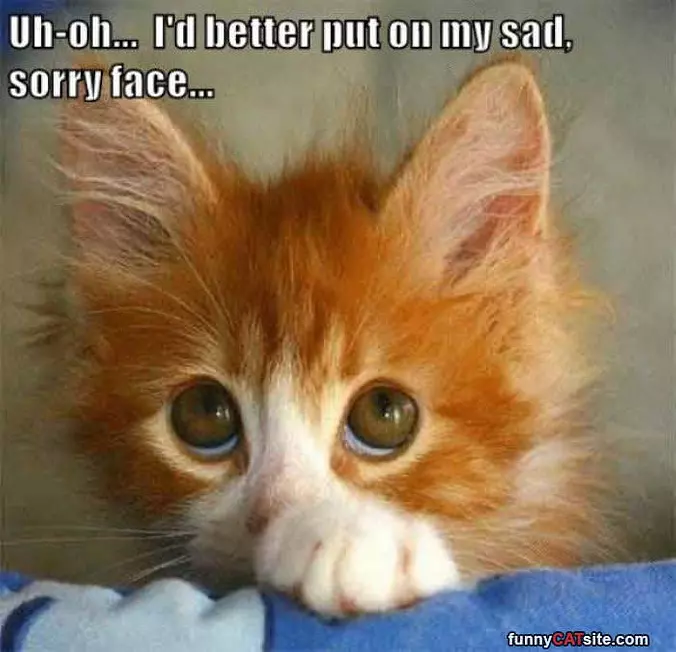 My Sad Sorry Face