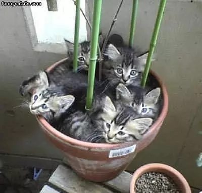Pot o cats