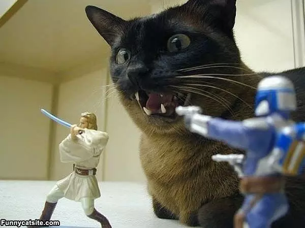 Star Wars Cat