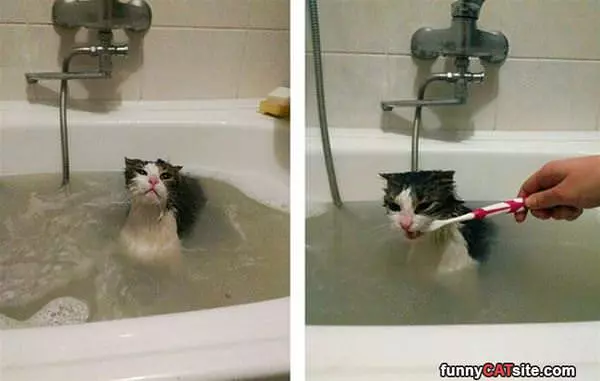 Bath And Brush