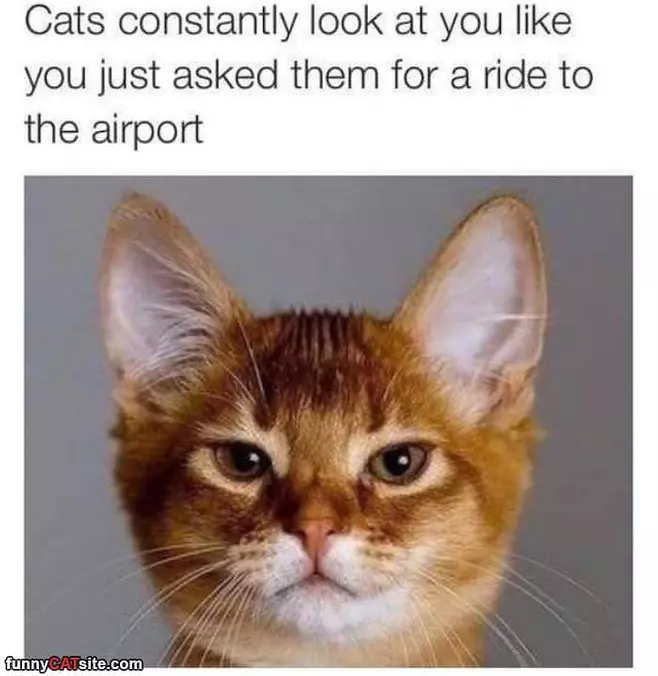 Ride To The Airport