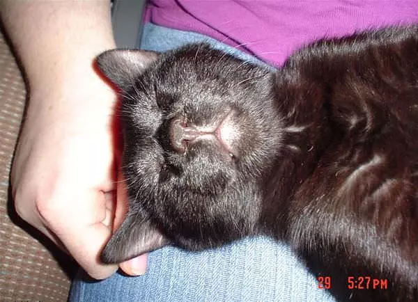 I Are Sleepys