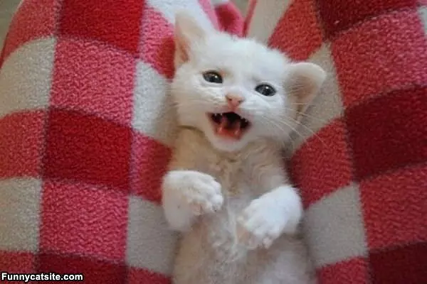 Meooooow