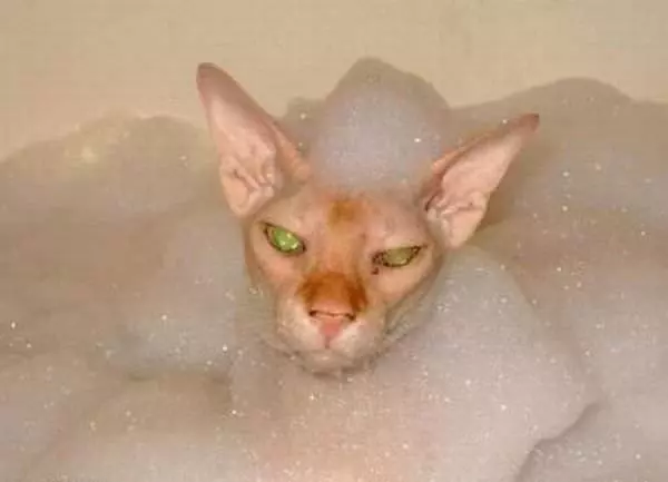 Bubbles