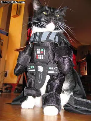 Darth Cat