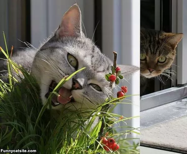 Cutting The Grass