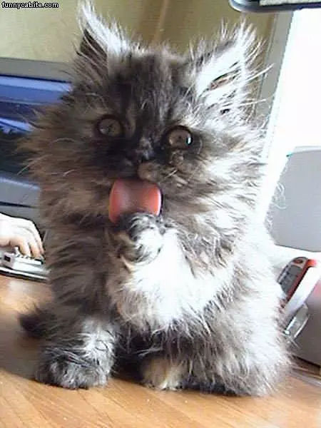 Frayed Kitten