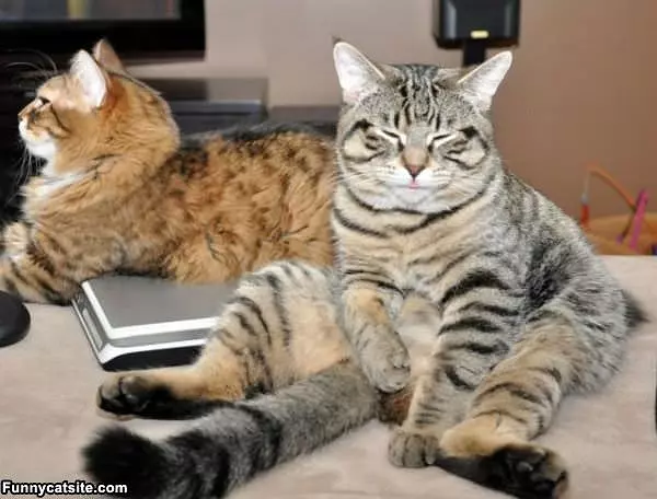 Sitting Around Lazy