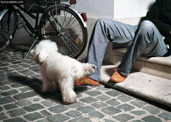 White Dof Pees On Shoes