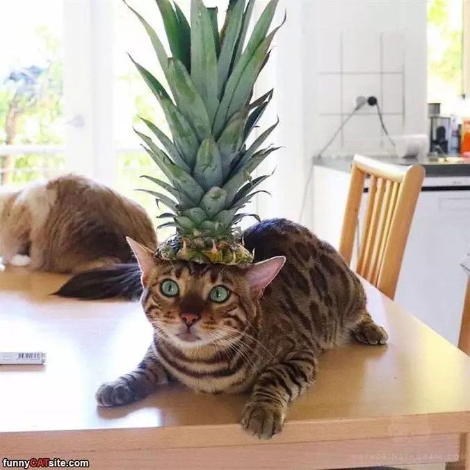 I Am Pineapple Cat