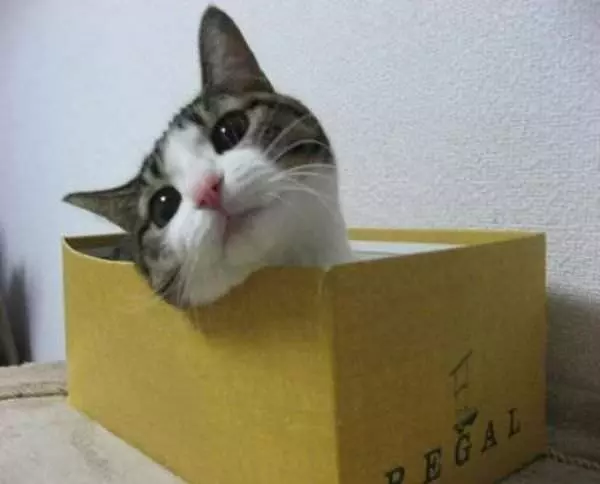 Box Of Cat