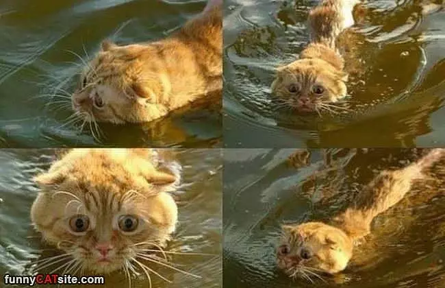 I Just Hate Swimming