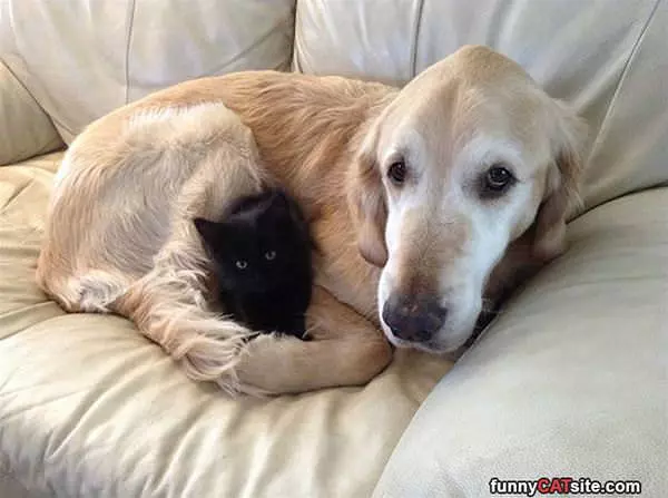 Cuddles Time