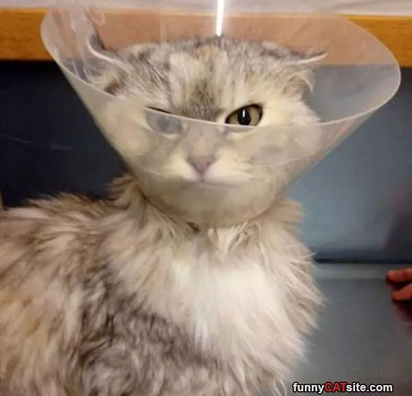 Not Amused