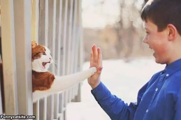 High 5 Cat