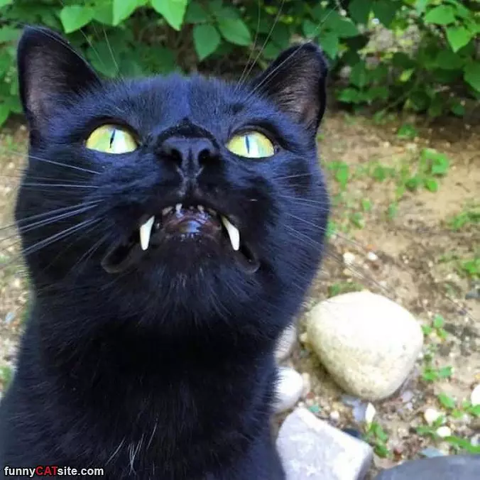 The Vampire Cat