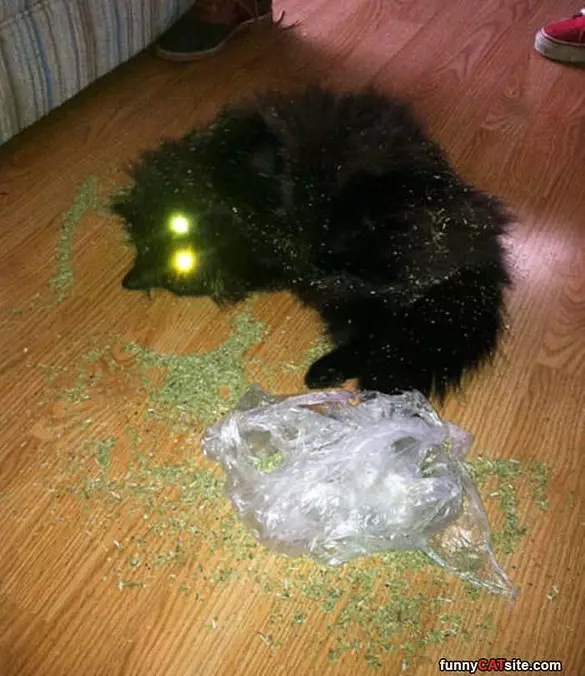 Found Me Some Nip